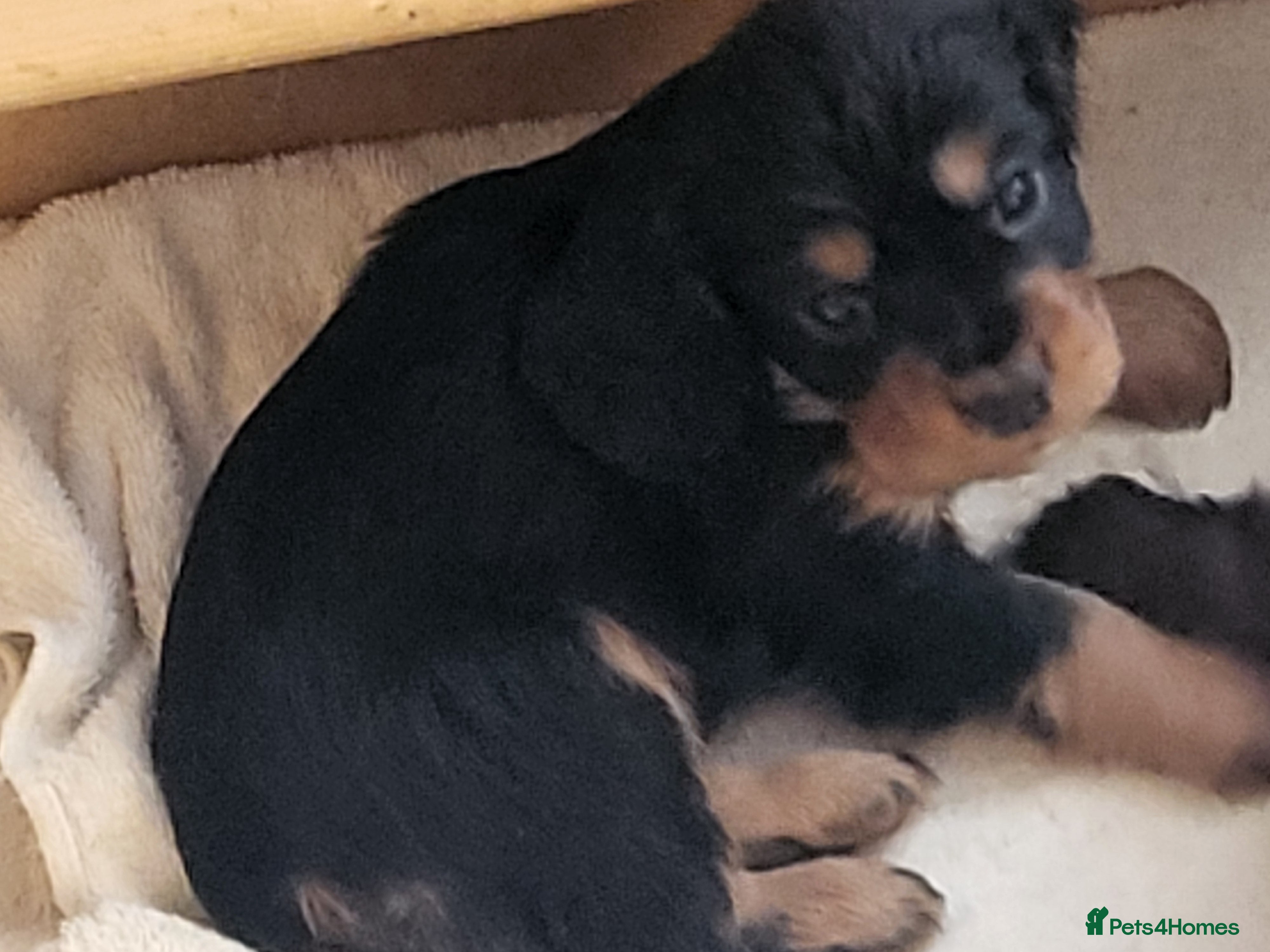 Cocker Spaniel dogs Working Cocker Puppies - Advert 2