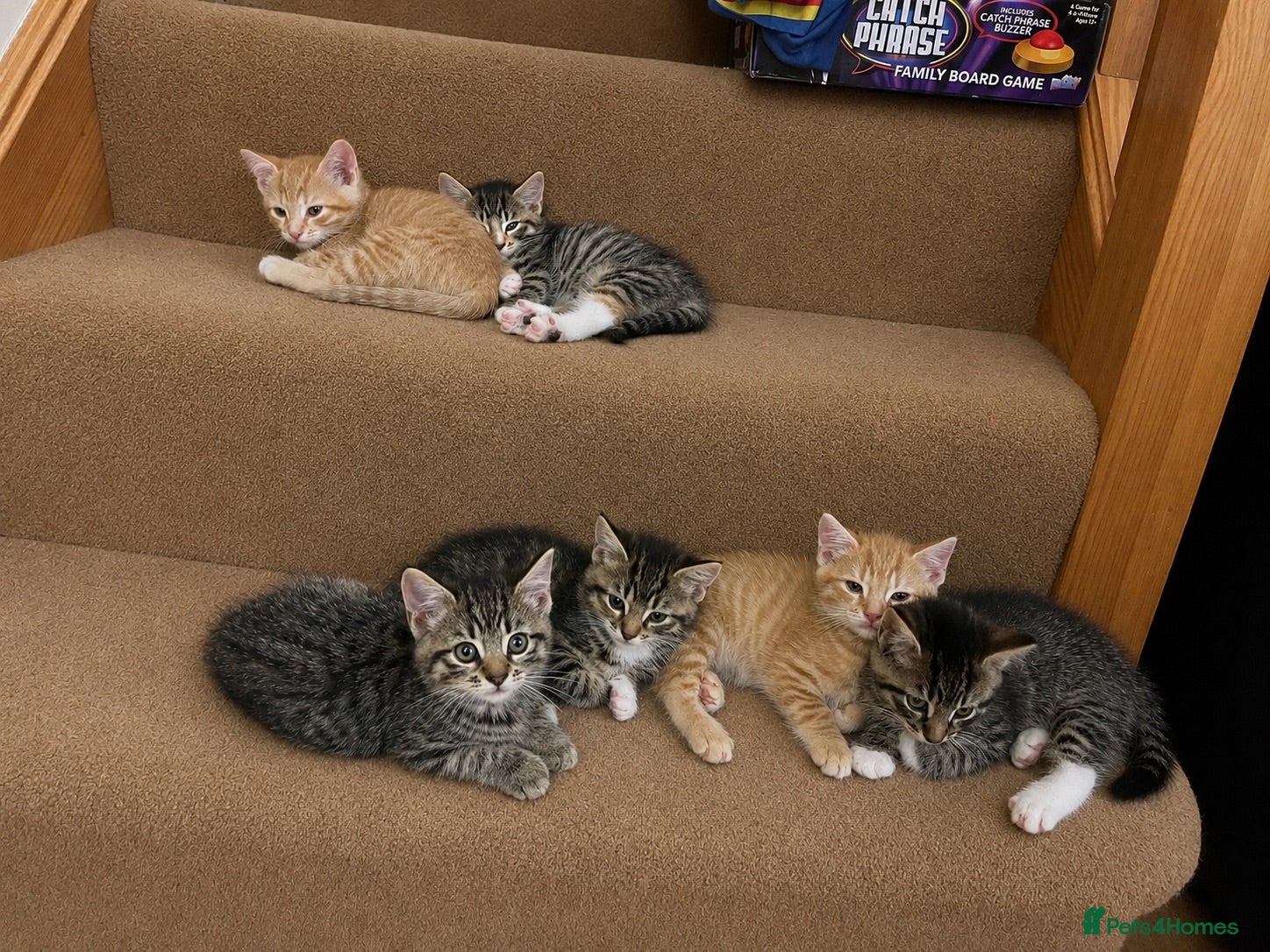 Mixed Breed cats 6 Kittens - Advert 3