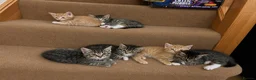 Mixed Breed cats for sale: 6 Kittens - Advert 1
