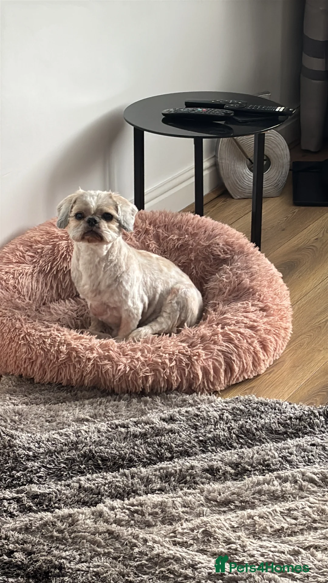 Shih Tzu dogs for sale: Shih Tzu (elderly) for rehoming - Advert 14