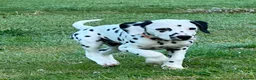 Dalmatian dogs for sale: KC reg full hearing Dalmatian Puppies  - Advert 32