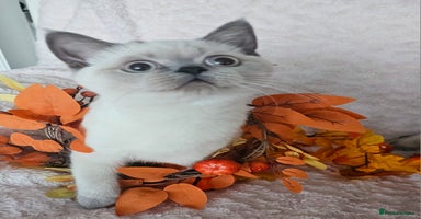 Scottish Fold cats - Advert 3