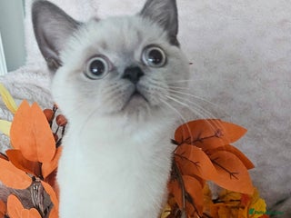 Scottish Fold cats 😸 All kittens found their forever home😸 - Advert 1