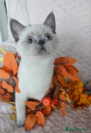 Scottish Fold cats - Advert 2