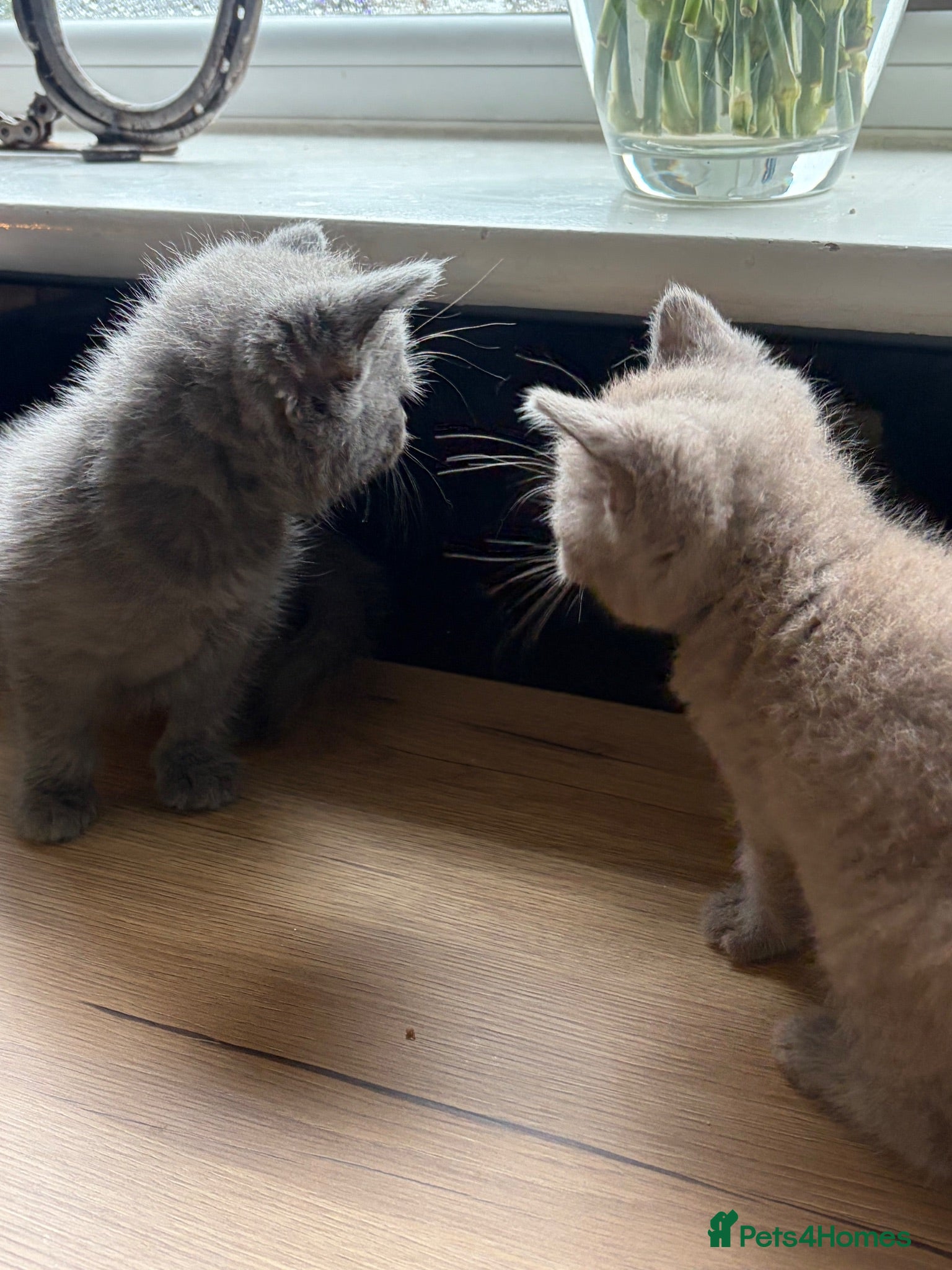 British Shorthair cats Two gorgeous girls  - Advert 2