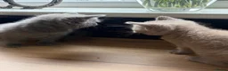 British Shorthair cats for sale: Two gorgeous girls  - Advert 1