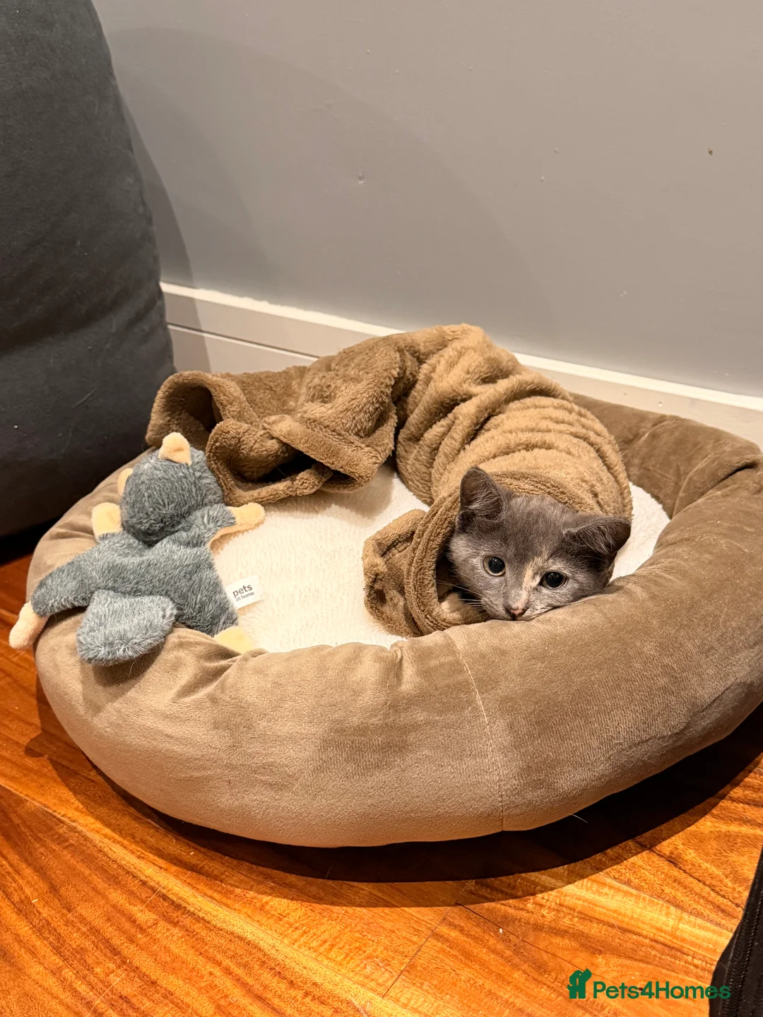 Mixed Breed cats for sale: CUTE GREY KITTEN FOR SALE !!  - Advert 5