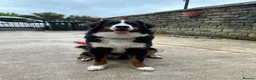 Bernese Mountain Dog dogs for sale: Kiara 11 month Bernese Mountain Dog  in Bradford - Advert 1