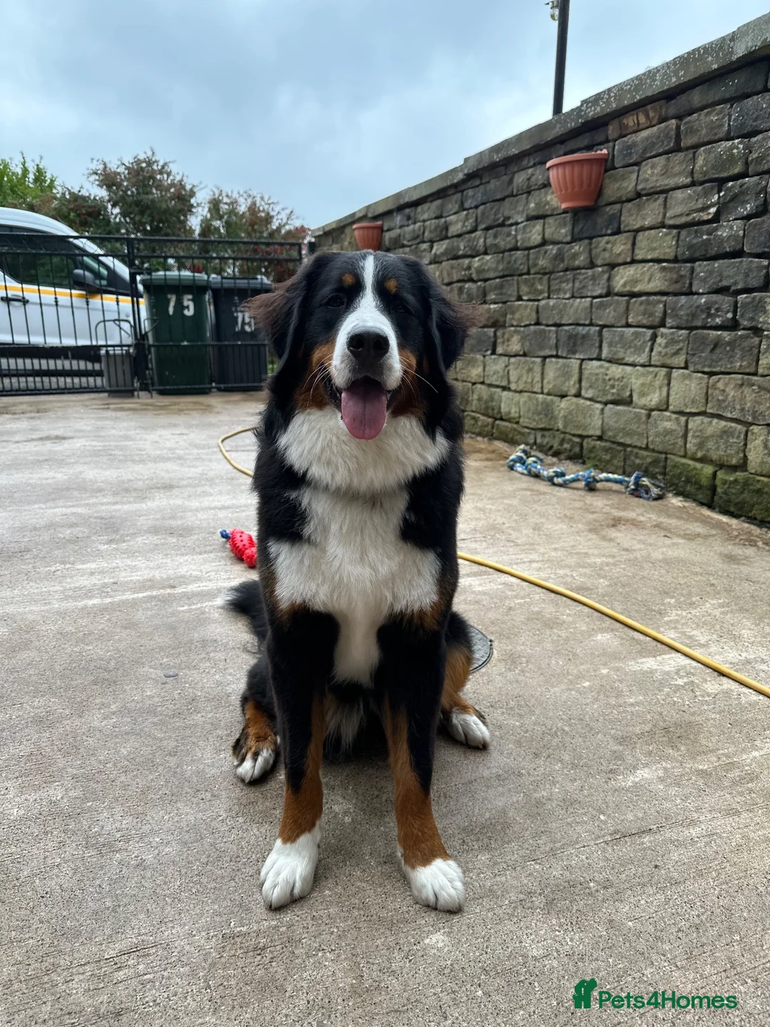 Bernese Mountain Dog dogs for sale: Kiara 11 month Bernese Mountain Dog  in Bradford - Advert 1