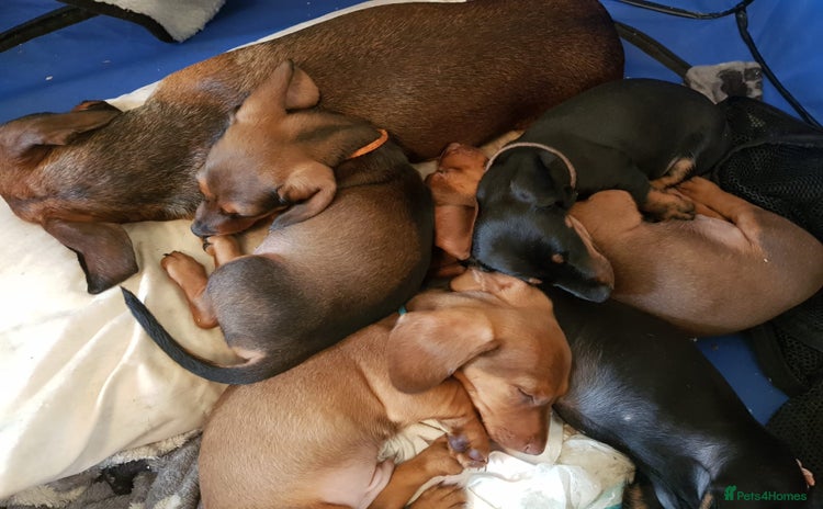 Miniature Dachshund dogs - Advert 1