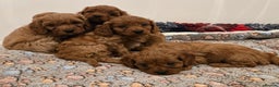 Cavapoo dogs for sale: Gorgeous Red Cavapoo Puppies - Advert 10