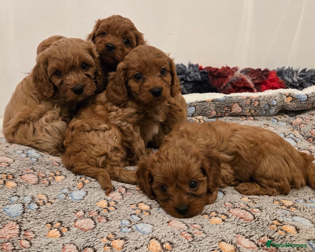 Cavapoo dogs for sale: Gorgeous Red Cavapoo Puppies - Advert 10