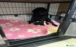 Labradoodle dogs for sale: Toy adorable Labradoodle DNA TESTED - Image 13