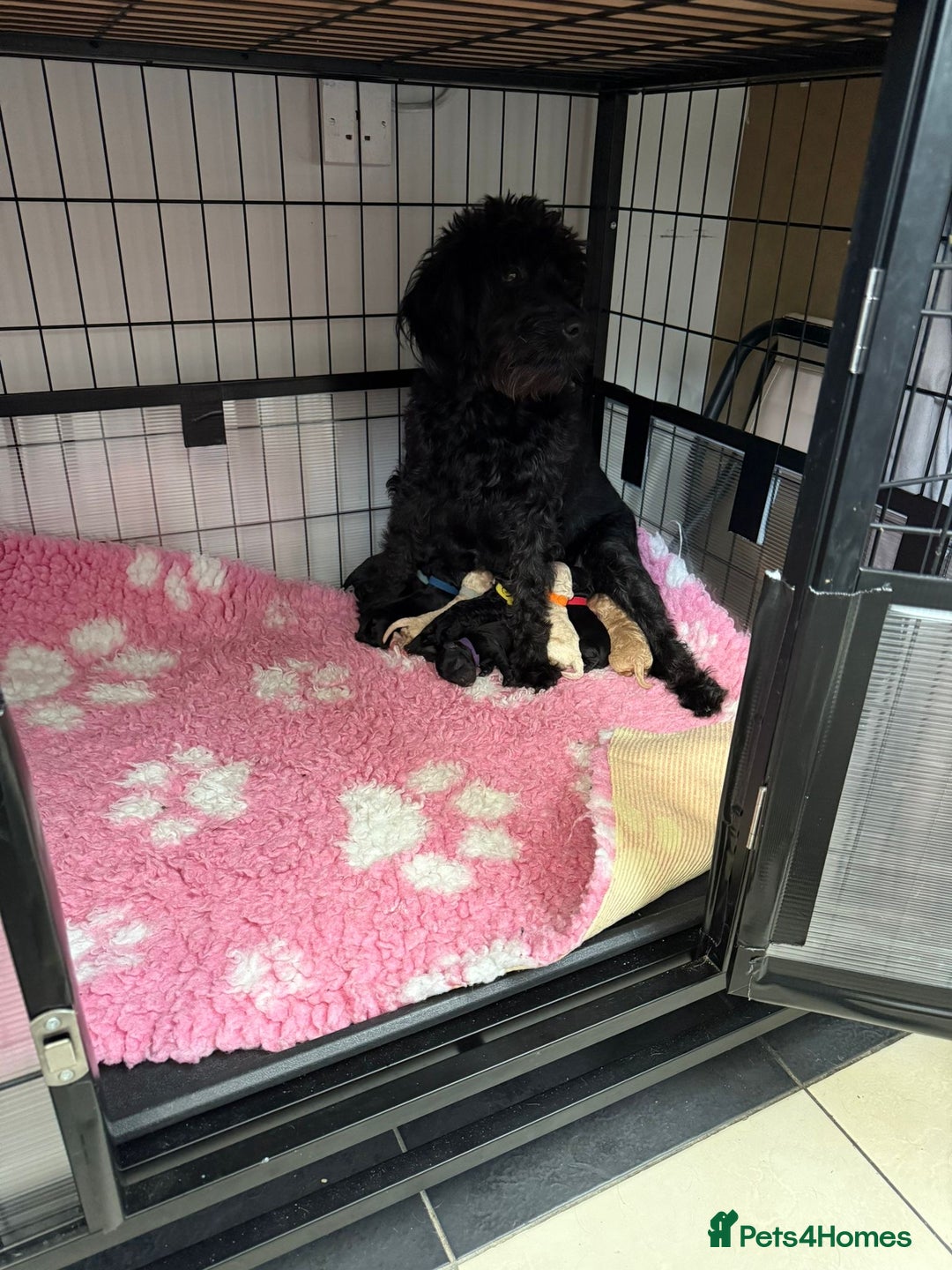 Labradoodle dogs for sale: Toy adorable Labradoodle DNA TESTED - Image 13