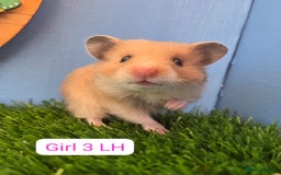Hamster rodents for sale: Baby Syrian Hamsters Males Boys Females Girls - Image 12