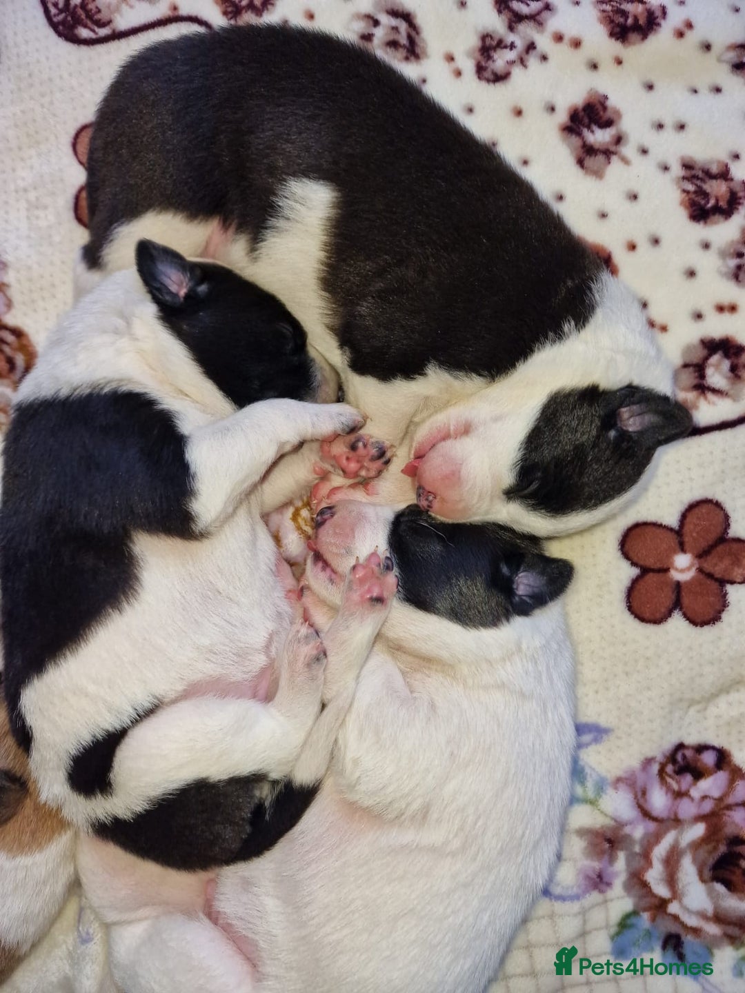 Mixed Breed dogs for sale: Chunky border collie cross puppies - Image 10