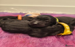 Labradoodle dogs for sale: Australian Labradoodle Puppies - Image 3