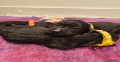 Labradoodle dogs - Advert 15