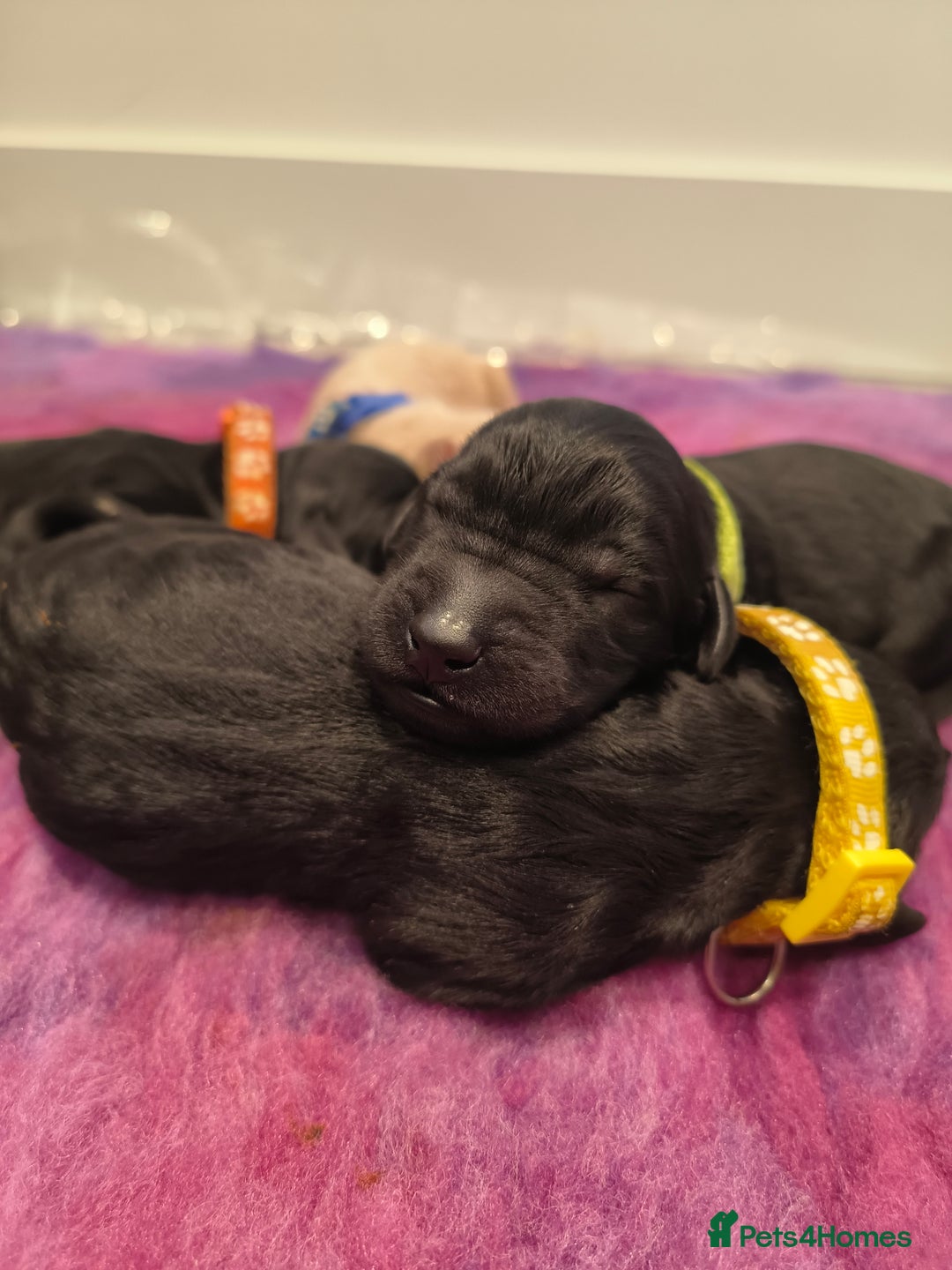 Labradoodle dogs for sale: Australian Labradoodle Puppies - Image 3