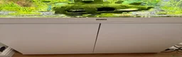 Mollies fish for sale: Juwel 200 fish tank fully set up with fish in Burton-on-Trent - Advert 2