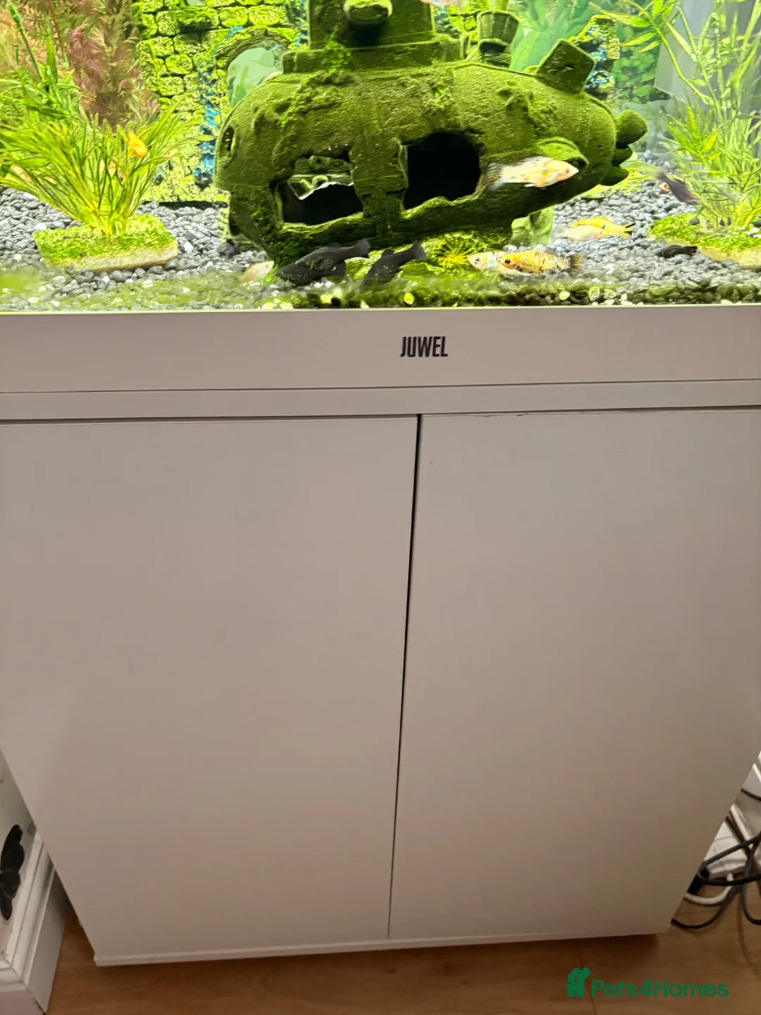 Mollies fish for sale: Juwel 200 fish tank fully set up with fish in Burton-on-Trent - Advert 2