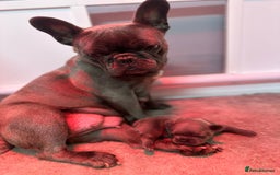 French Bulldog dogs for sale: 4 Beautiful Girl Frenchie's  - Image 21