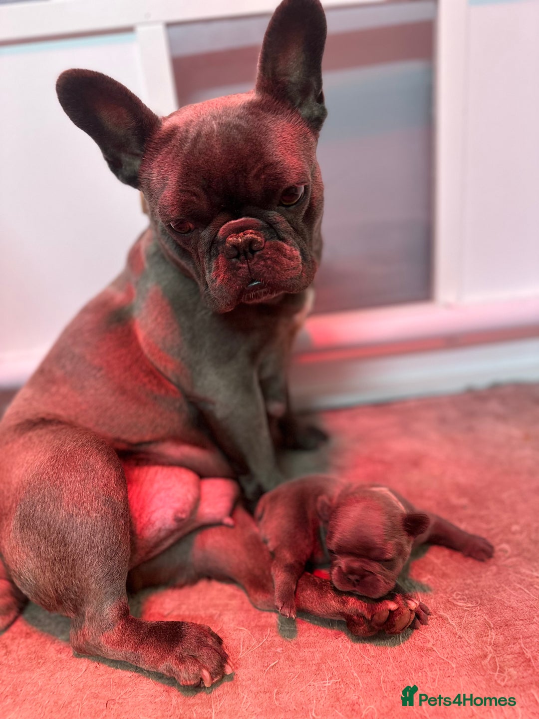 French Bulldog dogs for sale: 4 Beautiful Girl Frenchie's  - Image 21