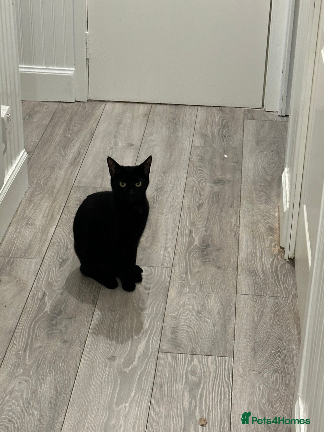 Mixed Breed cats for sale: Black Tabby looking for forever home  - Advert 3