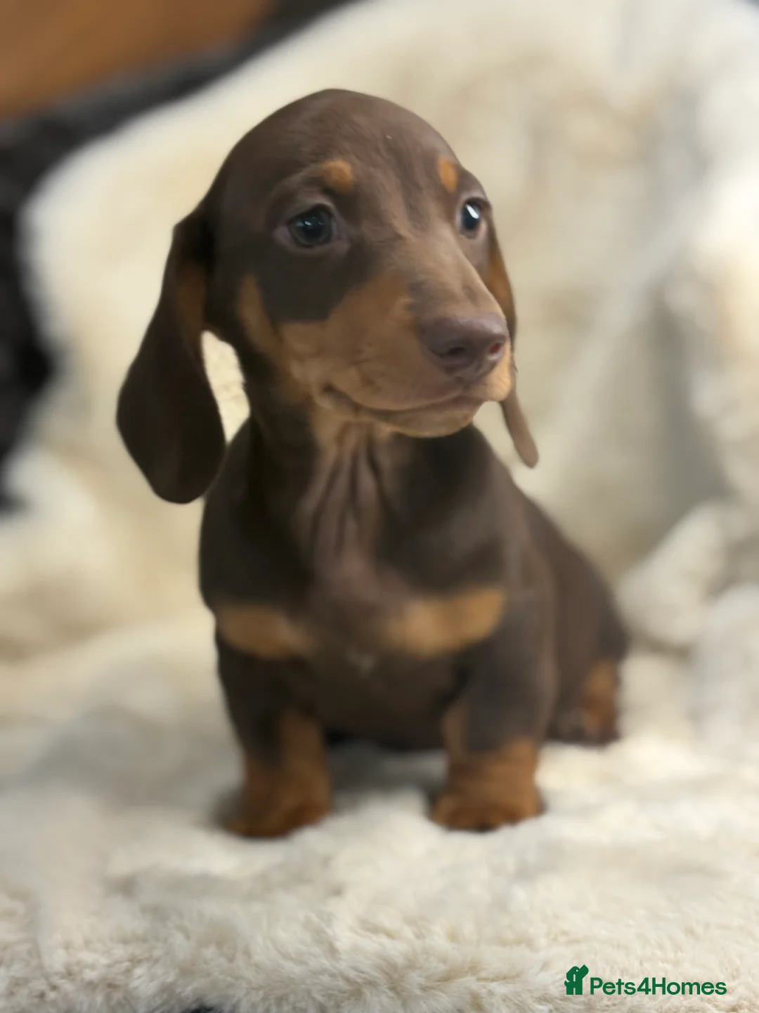 Miniature Dachshund dogs for sale: Top quality mini smooth dachshund pups  - Advert 10