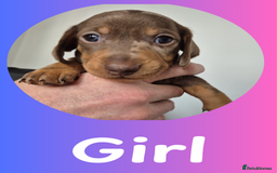 Miniature Dachshund dogs for sale: Miniature Dachshund Pups Looking for Loving Homes - Image 8