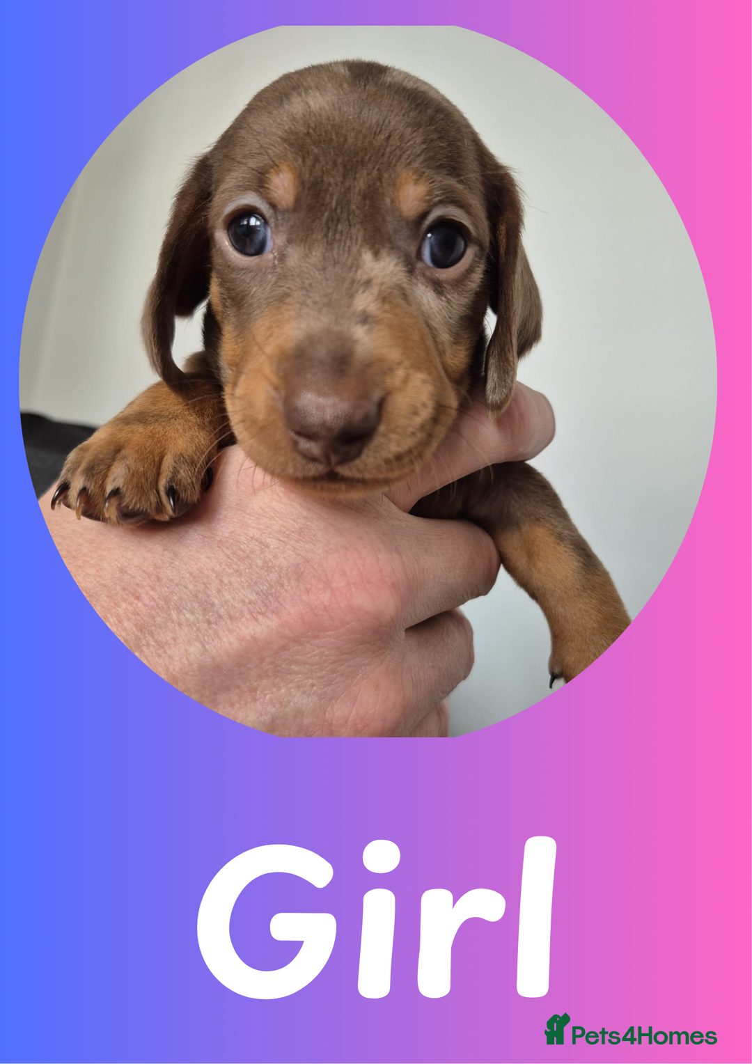 Miniature Dachshund dogs for sale: Miniature Dachshund Pups Looking for Loving Homes - Image 8