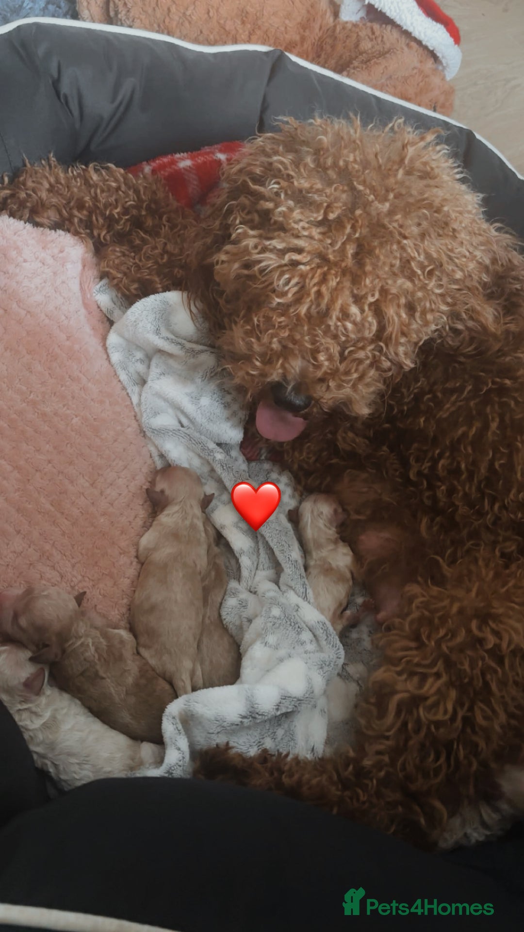 Cockapoo dogs for sale: 6 f2 cockapoo puppies for sale 🐶 - Advert 11