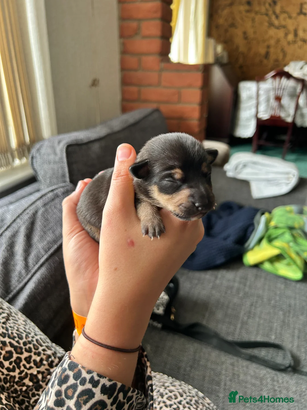 Jack Russell dogs for sale: Shelley  in Bristol - Advert 1