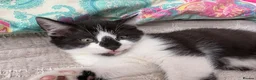 Mixed Breed cats for sale: Beautiful black-white male kitten, 3 months old in Minehead - Advert 9