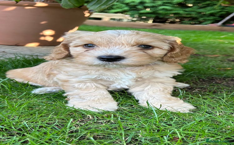 Cockapoo dogs - Advert 5