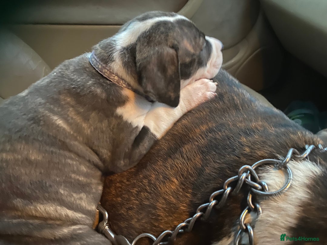 Mixed Breed dogs for sale: Scott American Bulldog Cross  - Advert 4