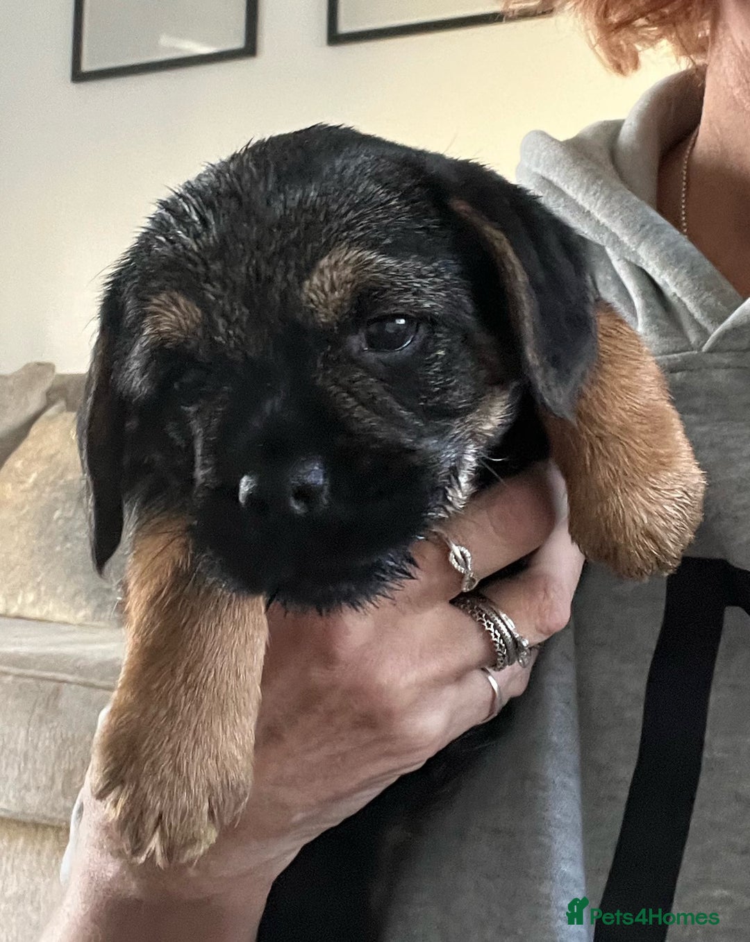 Border Terrier dogs for sale: 🐾 Adorable Border Terrier Puppies! 🐾 - Advert 4