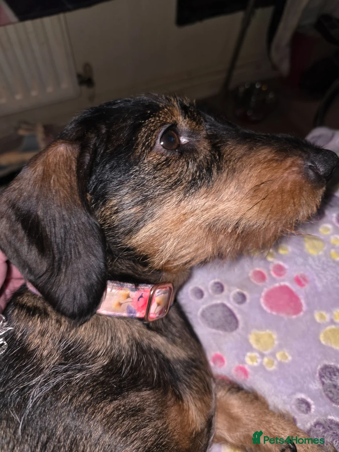 Dachshund dogs for sale: Miyo needs a loving home  in Wolverhampton - Advert 34