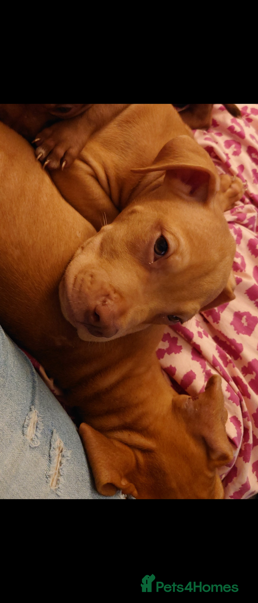 American Bull Staffy dogs for sale: Last 2 baby boys needing their forever home - Image 3