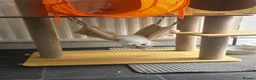 British Shorthair cats for sale: BSH kittens  in Bradford - Advert 15