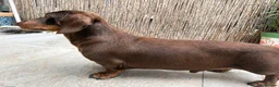 Miniature Dachshund dogs for stud: Miniature Smooth Dachshund stud - Advert 5