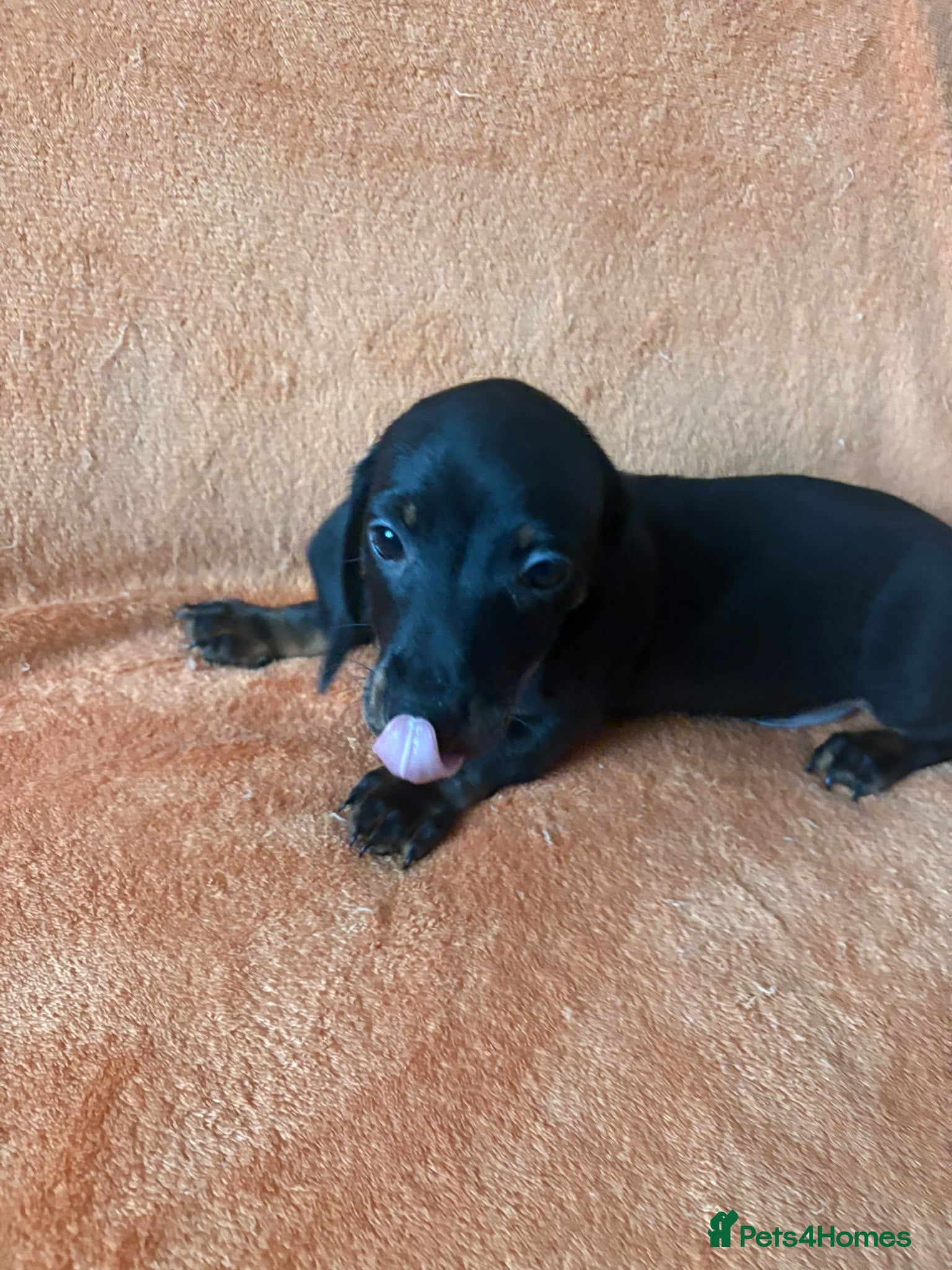 Miniature Dachshund dogs 3 Miniature Dachshund Puppies - Ready NOW!  - Advert 2