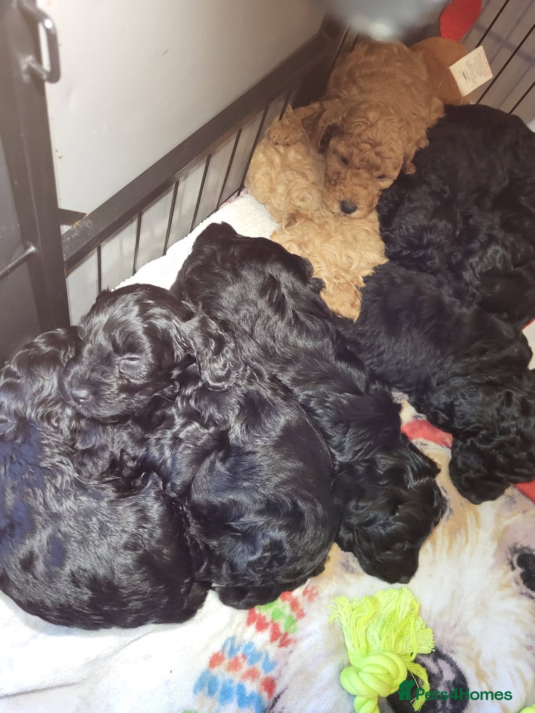 Cockapoo dogs for sale: TOY F1B COCKPOOS - Advert 2