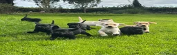 Labrador Retriever dogs for sale: Beautiful Labrador puppies ready THIS weekend - Advert 1