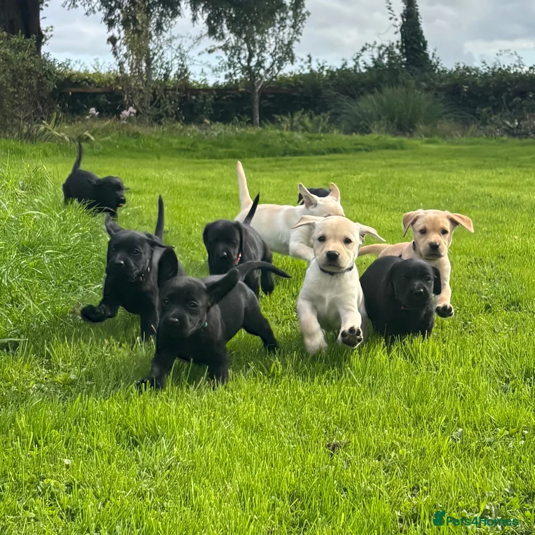 Labrador Retriever dogs for sale: Beautiful Labrador puppies ready THIS weekend - Advert 1