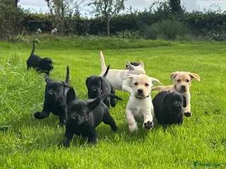 Labrador Retriever dogs Beautiful Labrador puppies ready THIS weekend - Advert 8
