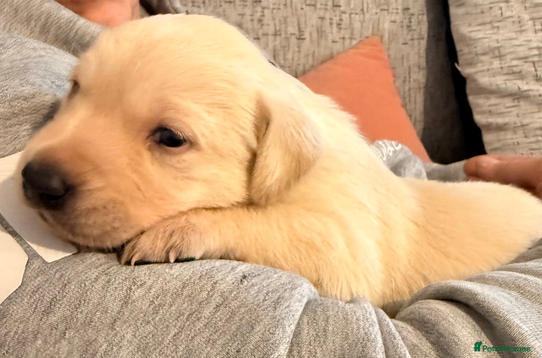 Labrador Retriever dogs for sale: Stunning Labrador puppies  - Advert 11