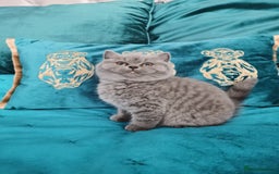 British Shorthair cats for sale: BSH🇬🇧👑🇬🇧💙British Shorthair girl😻💙 Gccf  - Image 9