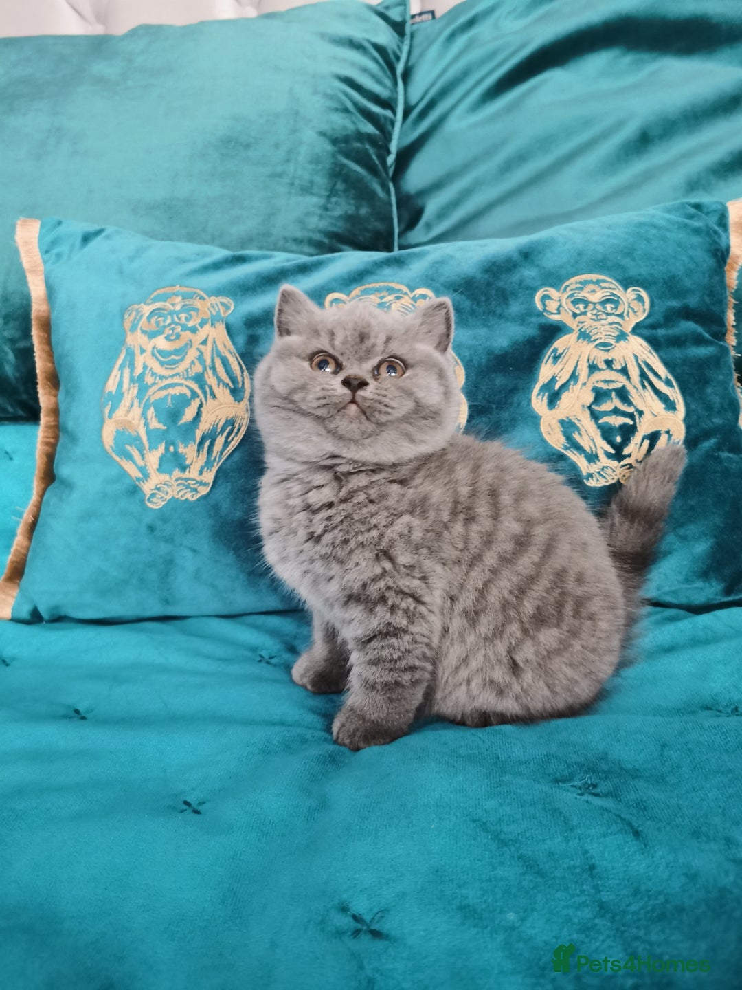 British Shorthair cats for sale: BSH🇬🇧👑🇬🇧💙British Shorthair girl😻💙 Gccf  - Image 9
