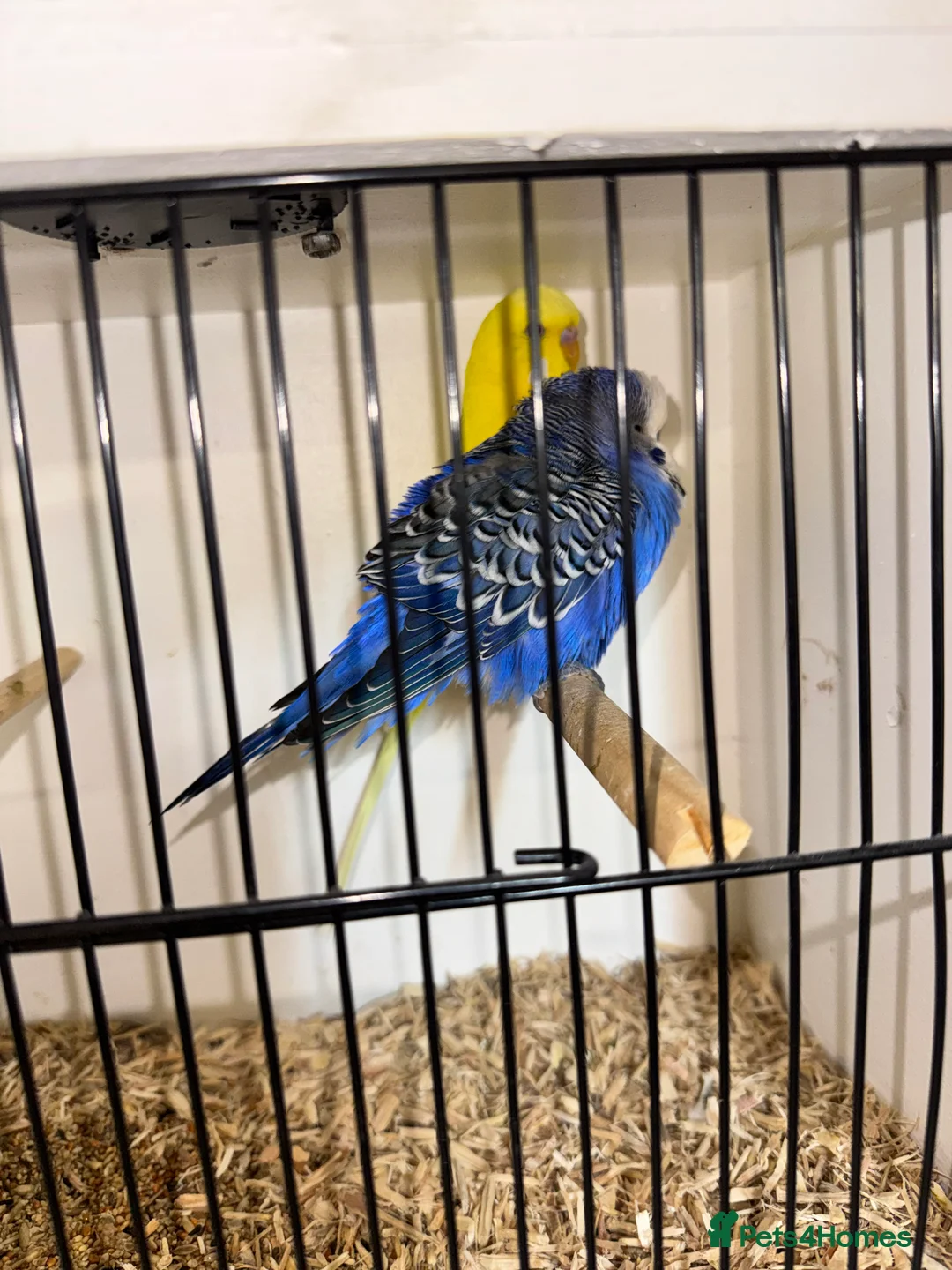 Budgerigars birds for sale: Budgies all colours  - Advert 1